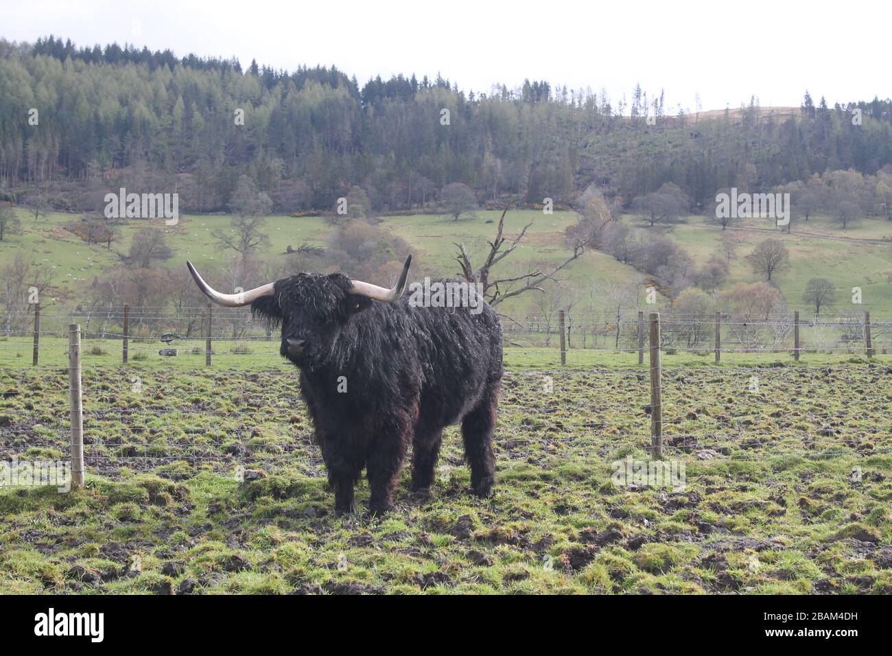 Longhorn cattle living in the fields Stock Photo