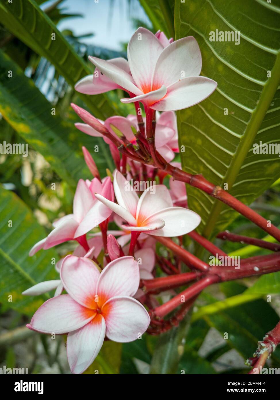 pink Frangipani flowers on Curacao Stock Photo