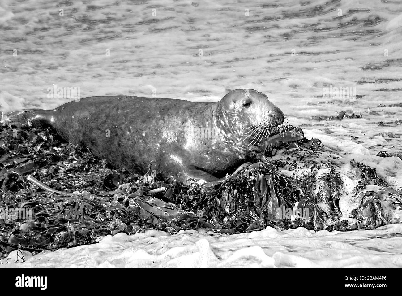 Atlantic  grey seal bathing  on seaweed  black and  white Stock Photo