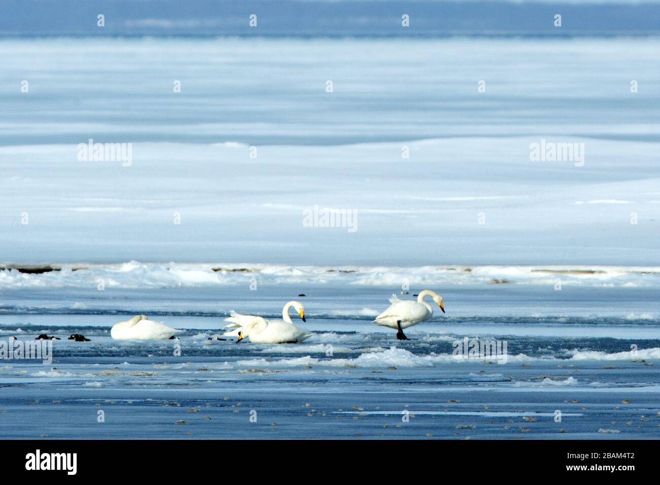 Whooper Swan or Cygnus cygnus resting on lake in winter,Hokkaido,Japan, swan lake, birding adventure in Asia,beautiful elegant royal birds, beautiful Stock Photo