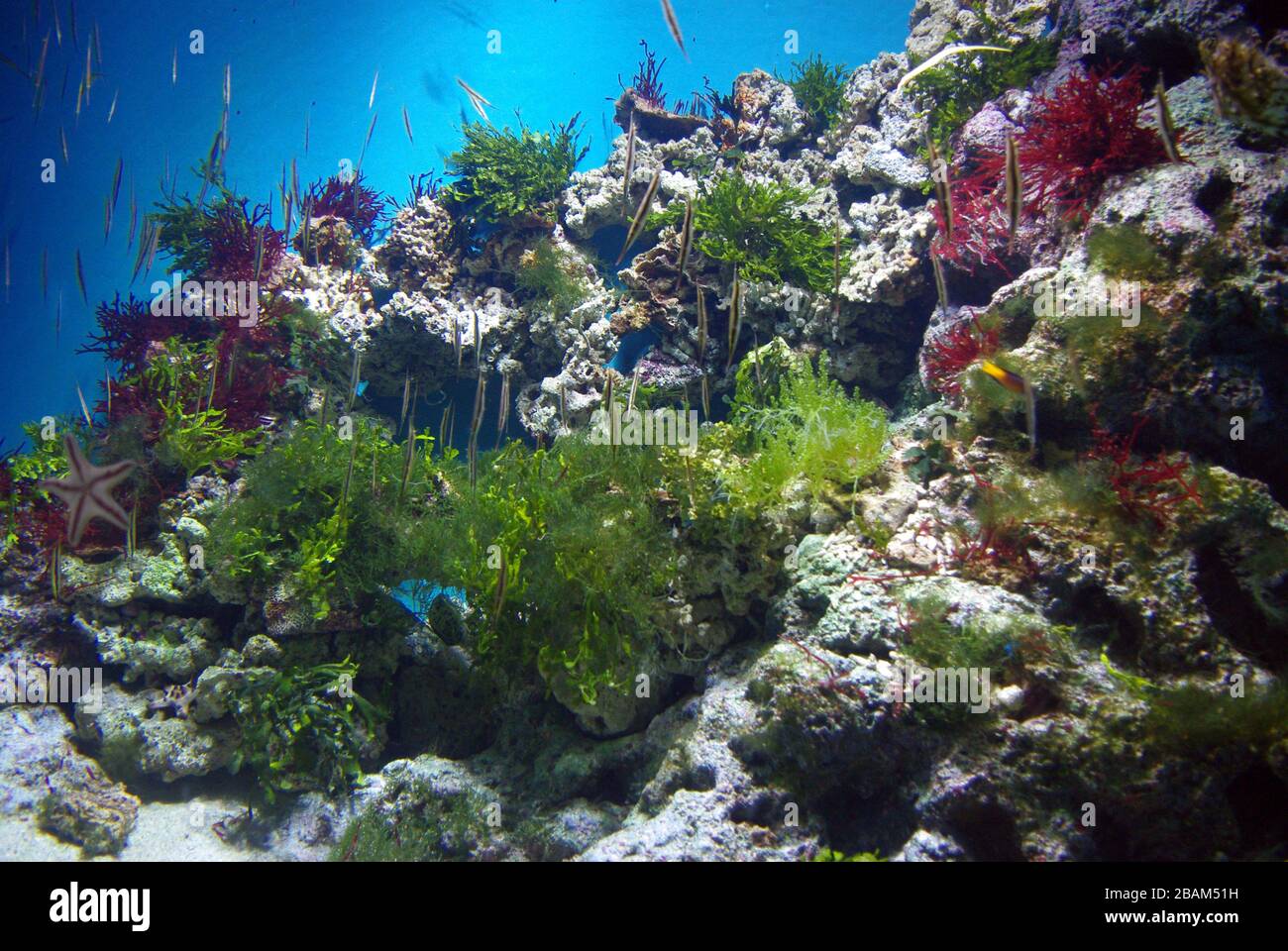 Tropical marine aquarium with algae and Razorfishes (Aeoliscus strigatus) Stock Photo