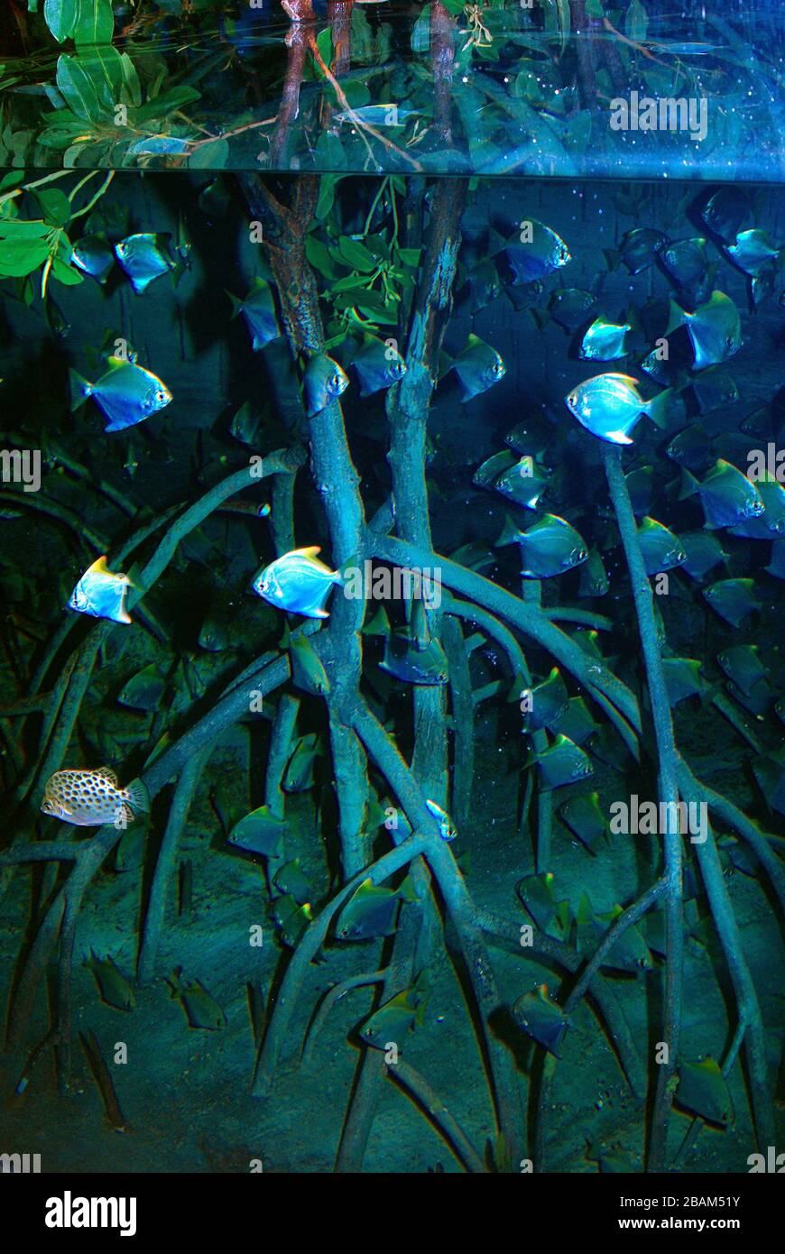Brackish water tropical aquarium with mangrove roots and Silver moonyfishes (Monodactylus argenteus) and Scats (Scatophagus argus) Stock Photo