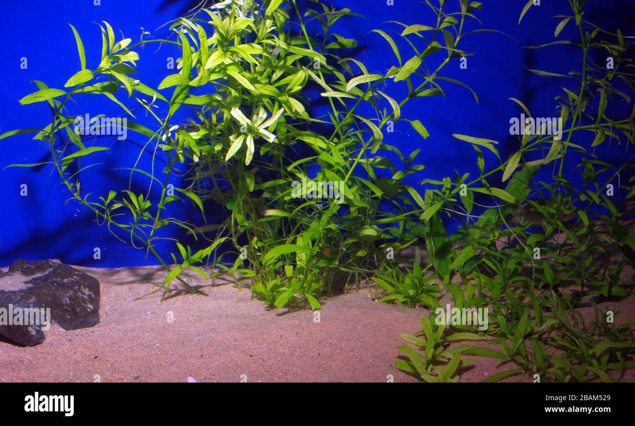 Freshwater cold aquarium planted with Common Water-Starwort, Callitriche stagnalis Stock Photo
