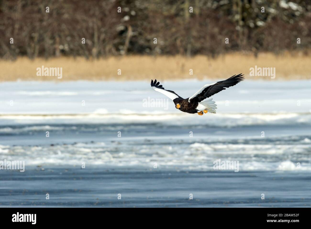 Steller's sea eagle in flight, Hokkaido, Japan, majestic sea raptors with big claws and beaks, wildlife scene from nature,birding adventure in Asia,be Stock Photo