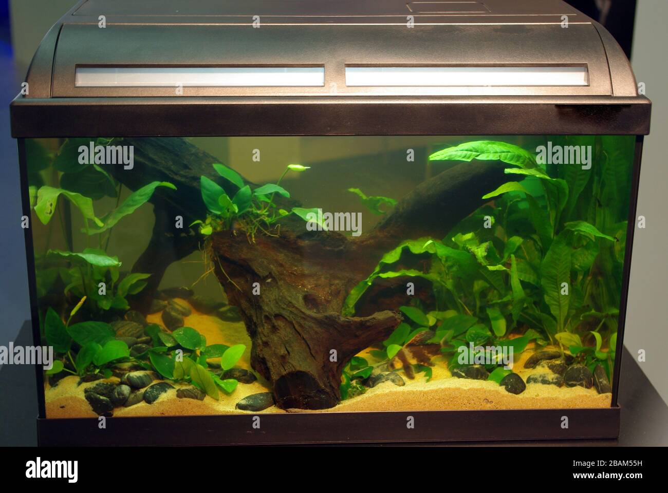 Small freshwater tropical aquarium just started, waiting for fishes Stock Photo