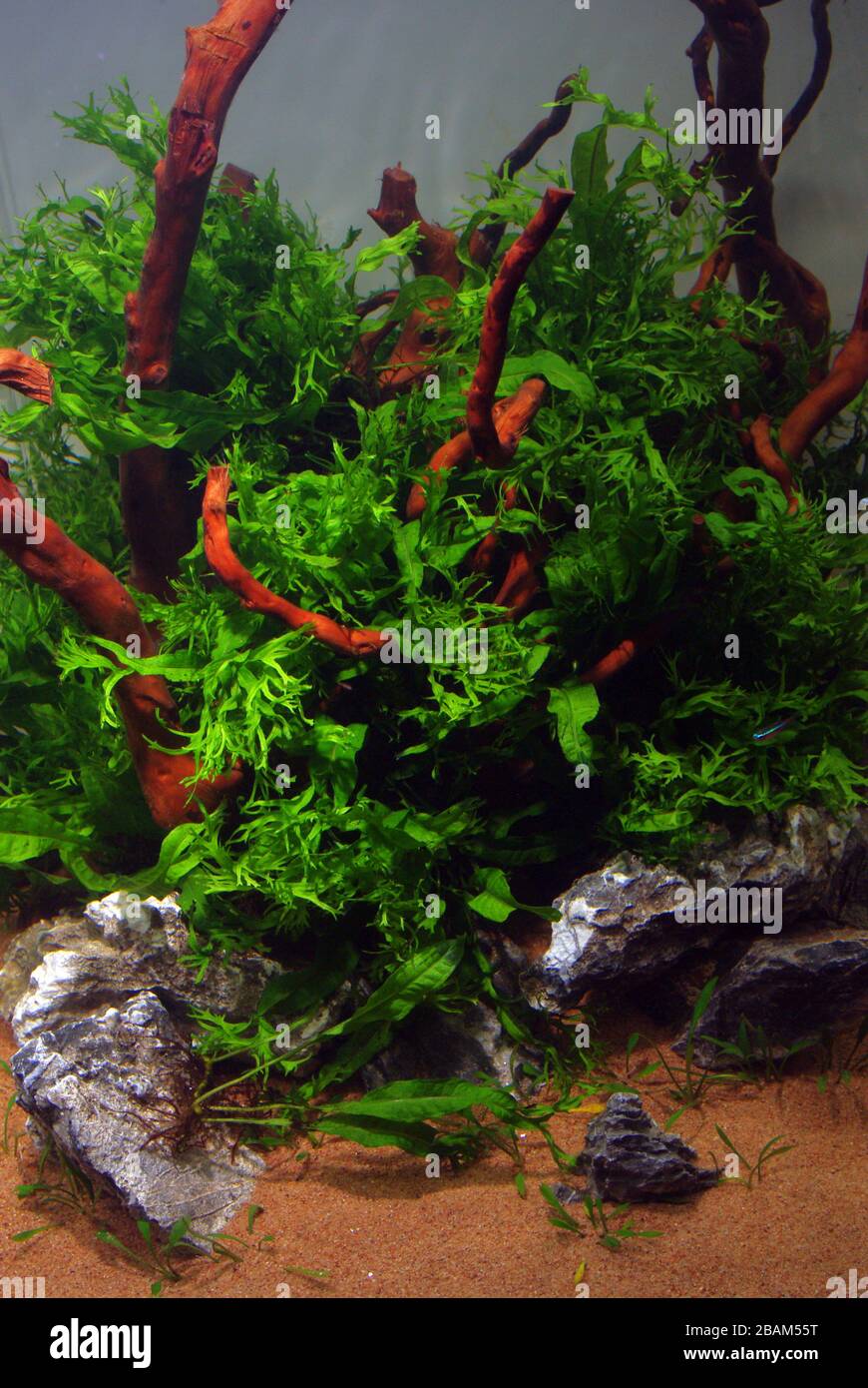 Freshwater aquarium with Java fern (Microsorum pteropus) Stock Photo