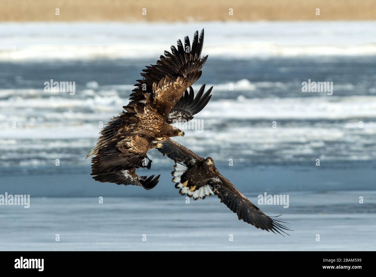 White-tailed eagles fighting over fish on frozen lake, Hokkaido, Japan, majestic sea raptors with big claws and beaks, wildlife scene from nature,bird Stock Photo