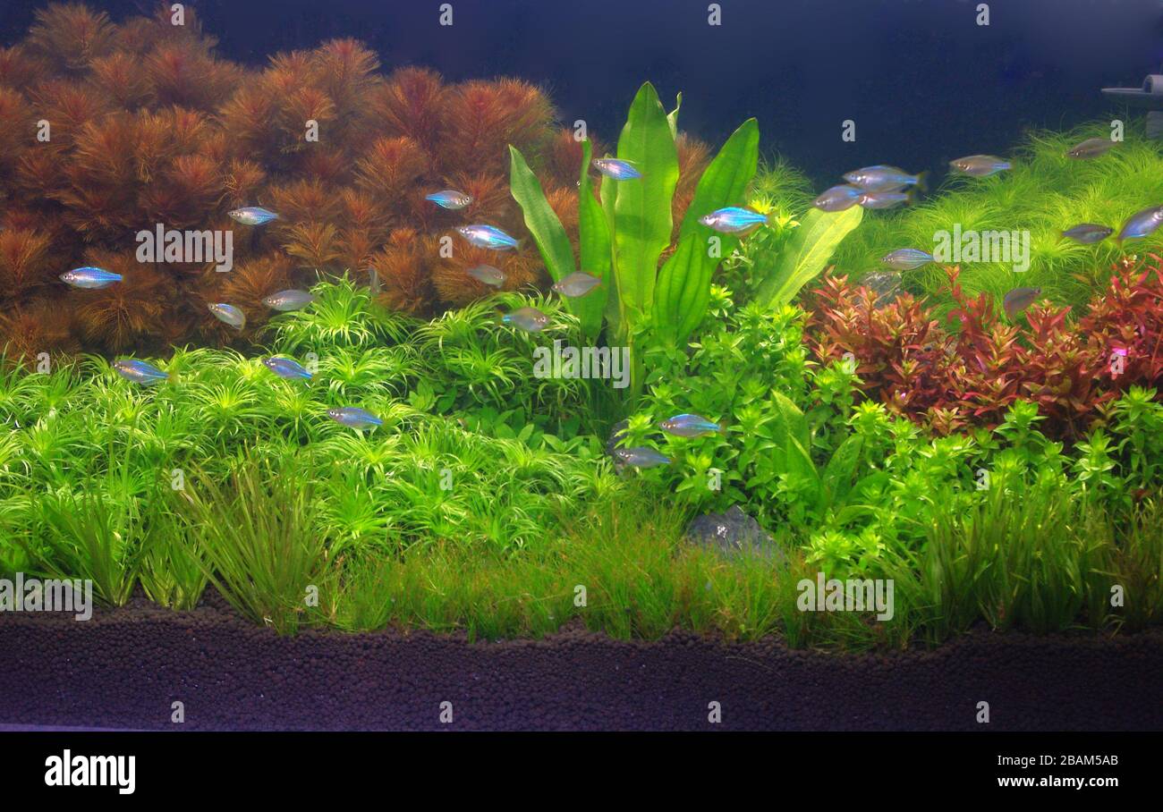 Freshwater aquarium with Rainbowfishes Stock Photo