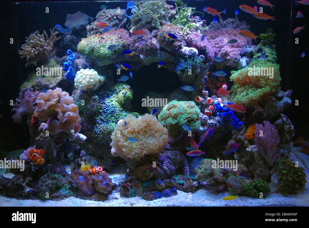 Coral reef marine aquarium Stock Photo - Alamy