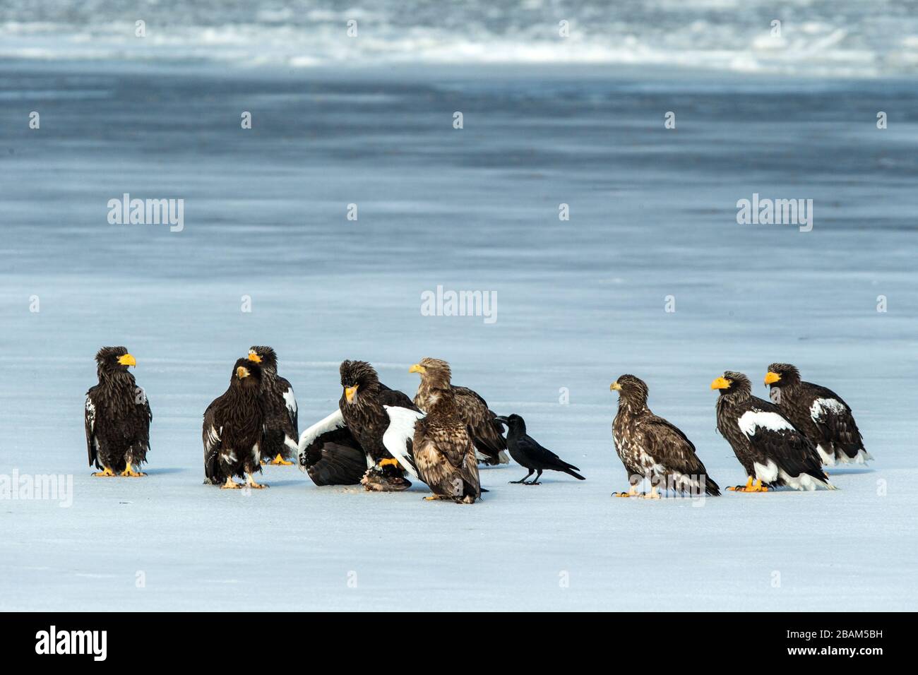 Flock of Steller's sea eagles and white-tailed eagles fighting over fish on frozen lake, Hokkaido, Japan, majestic sea raptors with big claws and beak Stock Photo