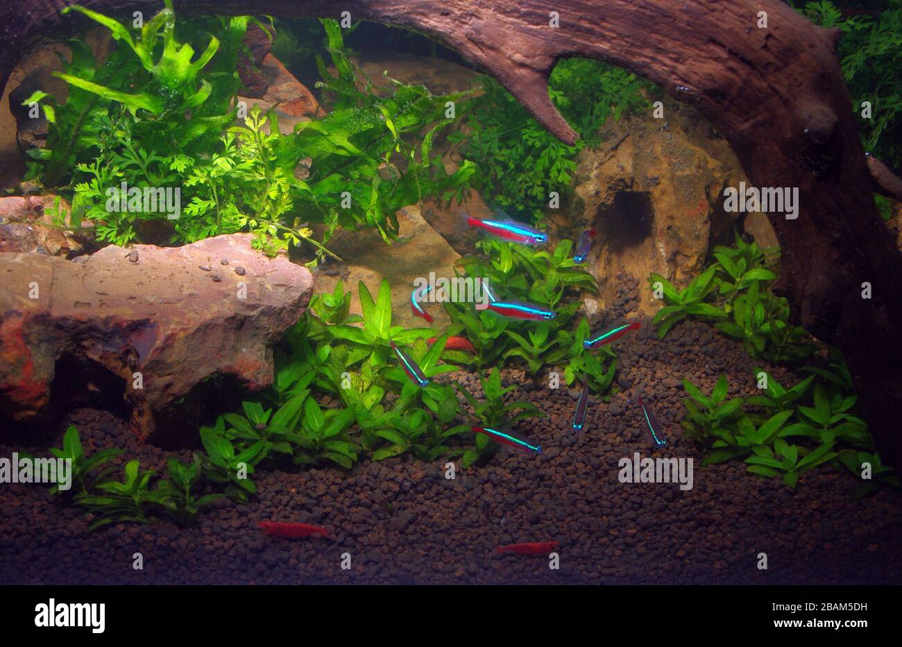 Tropical freshwater aquarium with Cardinal tetra (Paracheirodon axelrodi) Stock Photo