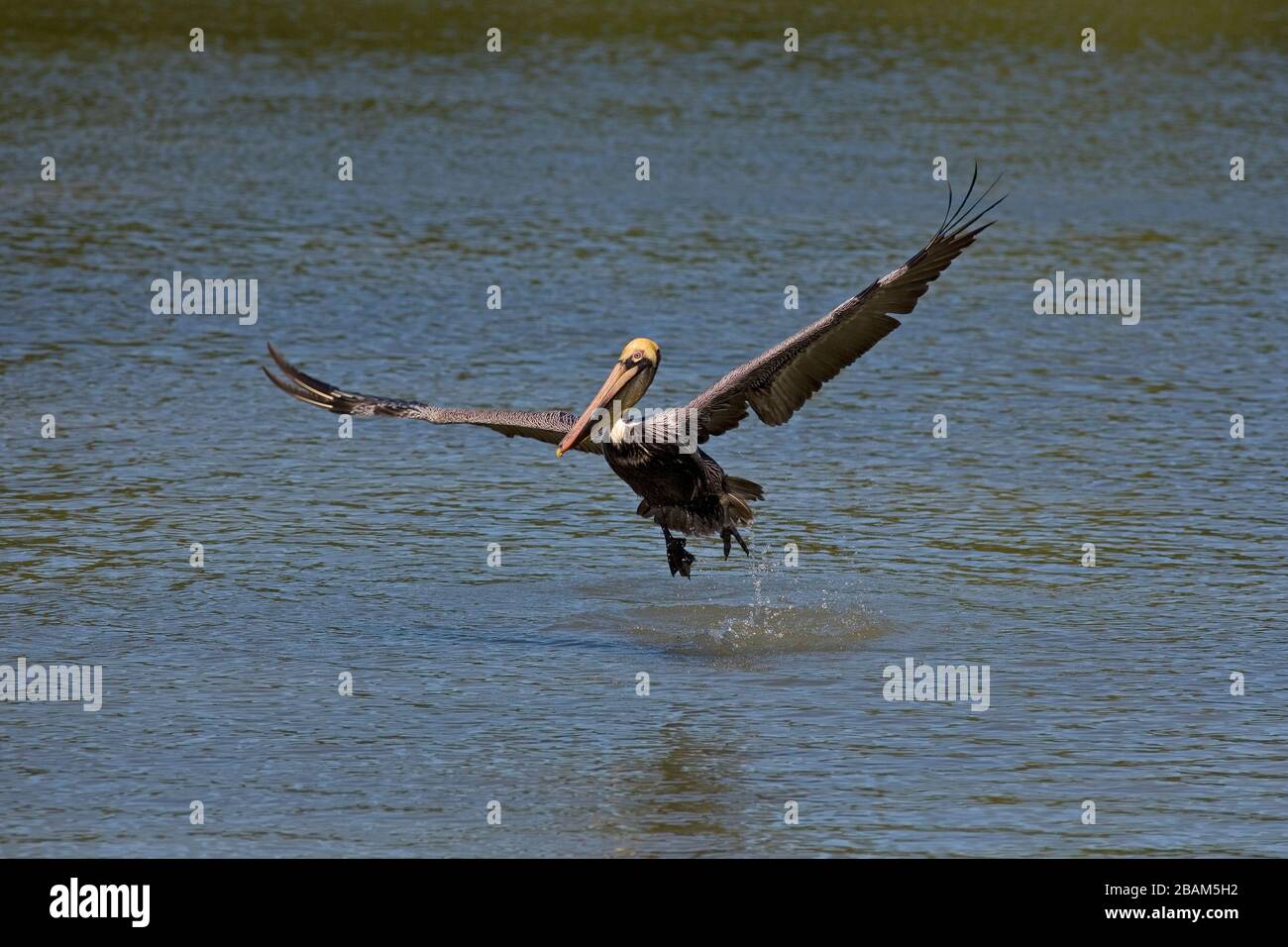 Brown Pelican Pelecanus occidentalis in flight after catching fish Florida Gulf coast USA Stock Photo