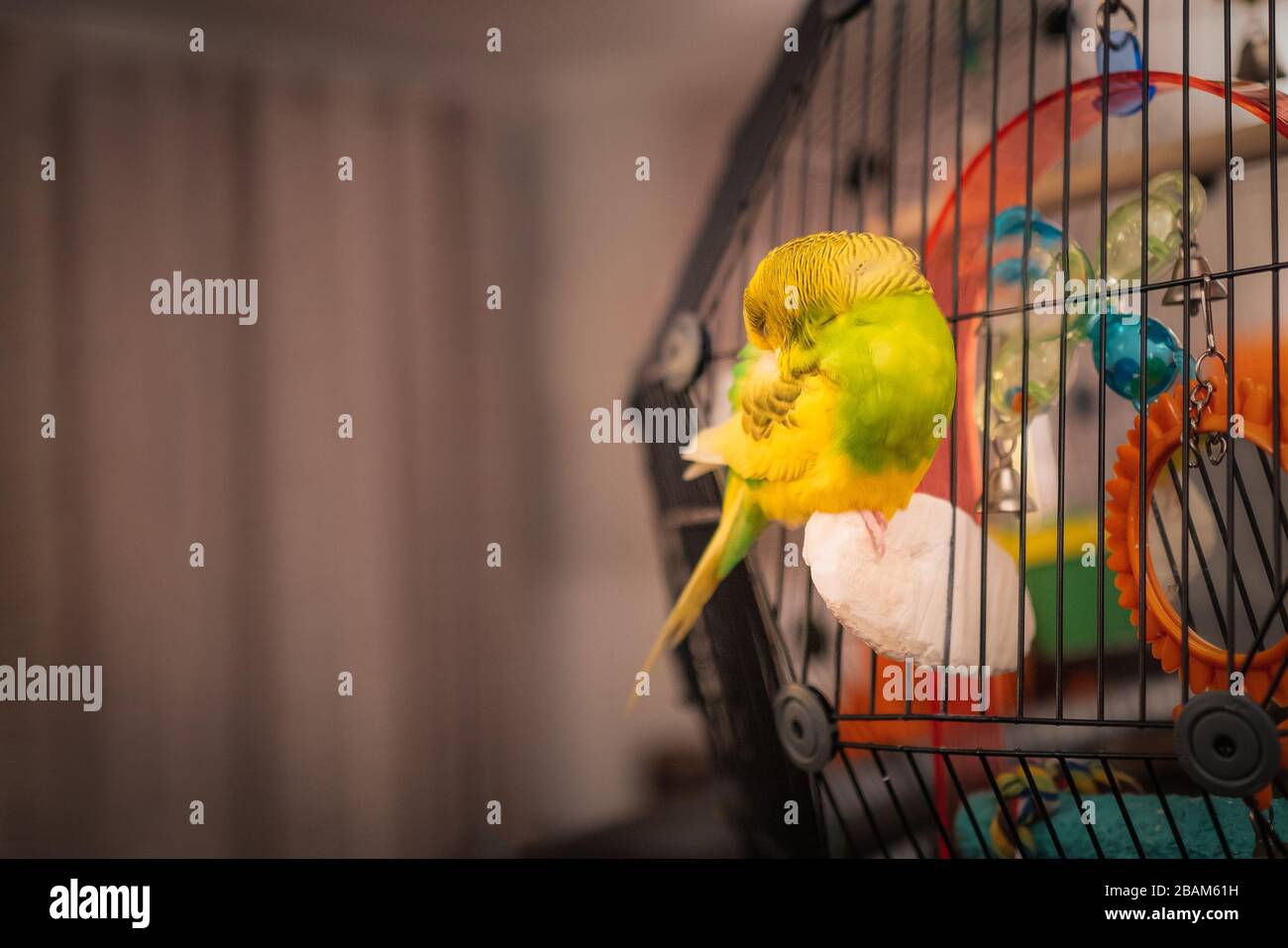 Cuttlefish budgie cage 2025