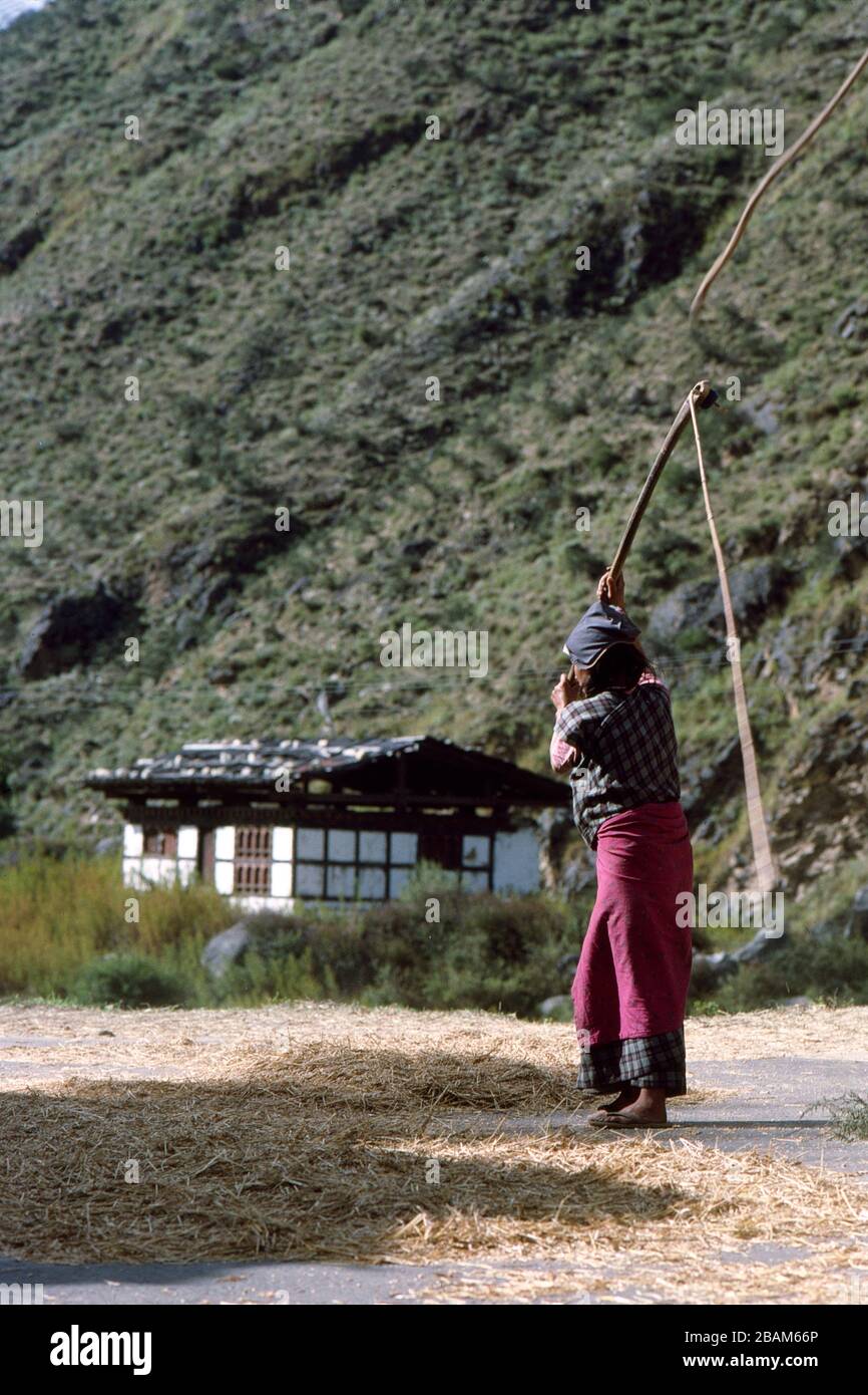 Woman threshing rice with a rope on a road in Haa valley, Bhutan. (29