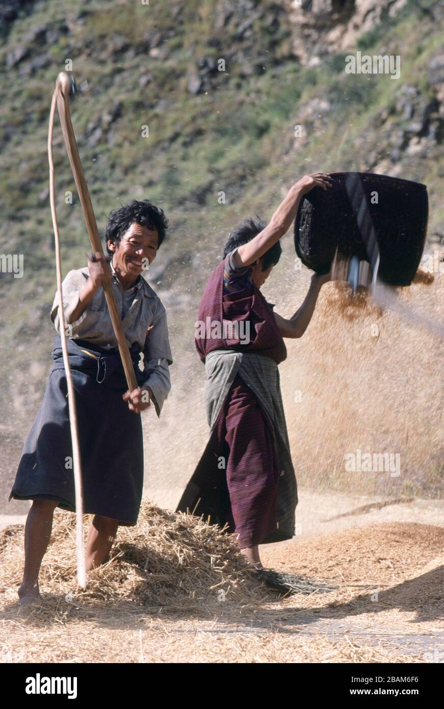 A man threshing rice by pounding it with a rope on a road, while the