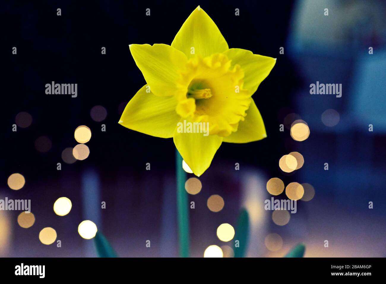 flowers that bloom in spring Stock Photo Alamy