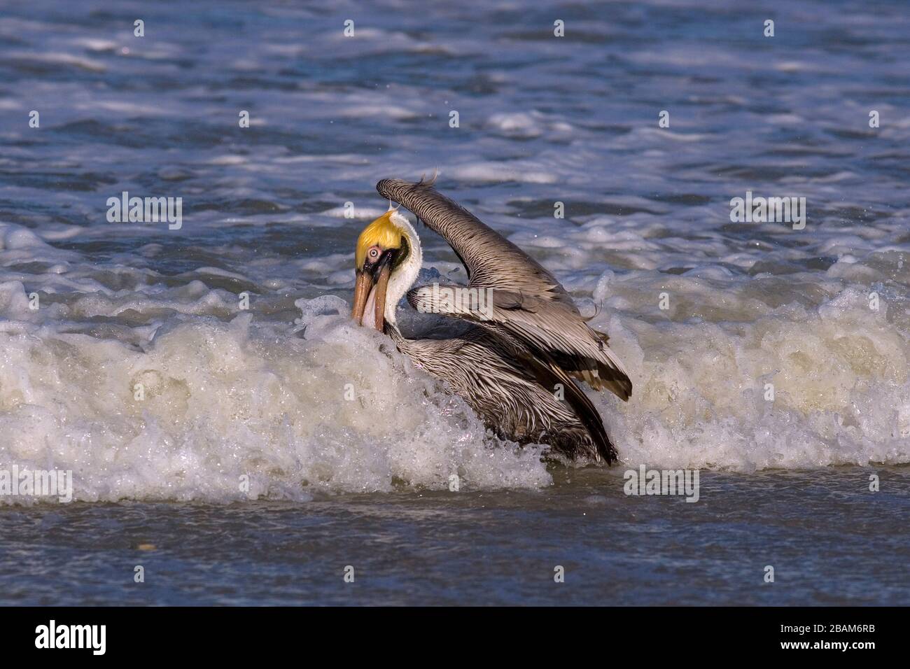 Brown Pelican Pelecanus occidentalis flying through surf Fort Myers beach Gulf coast Florida USA Stock Photo