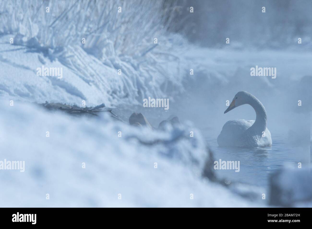 Whooper Swan or Cygnus cygnus swimming on Lake Kussharo in Winter at Akan National Park,Hokkaido,Japan, hot springs, birding adventure in Asia,beautif Stock Photo