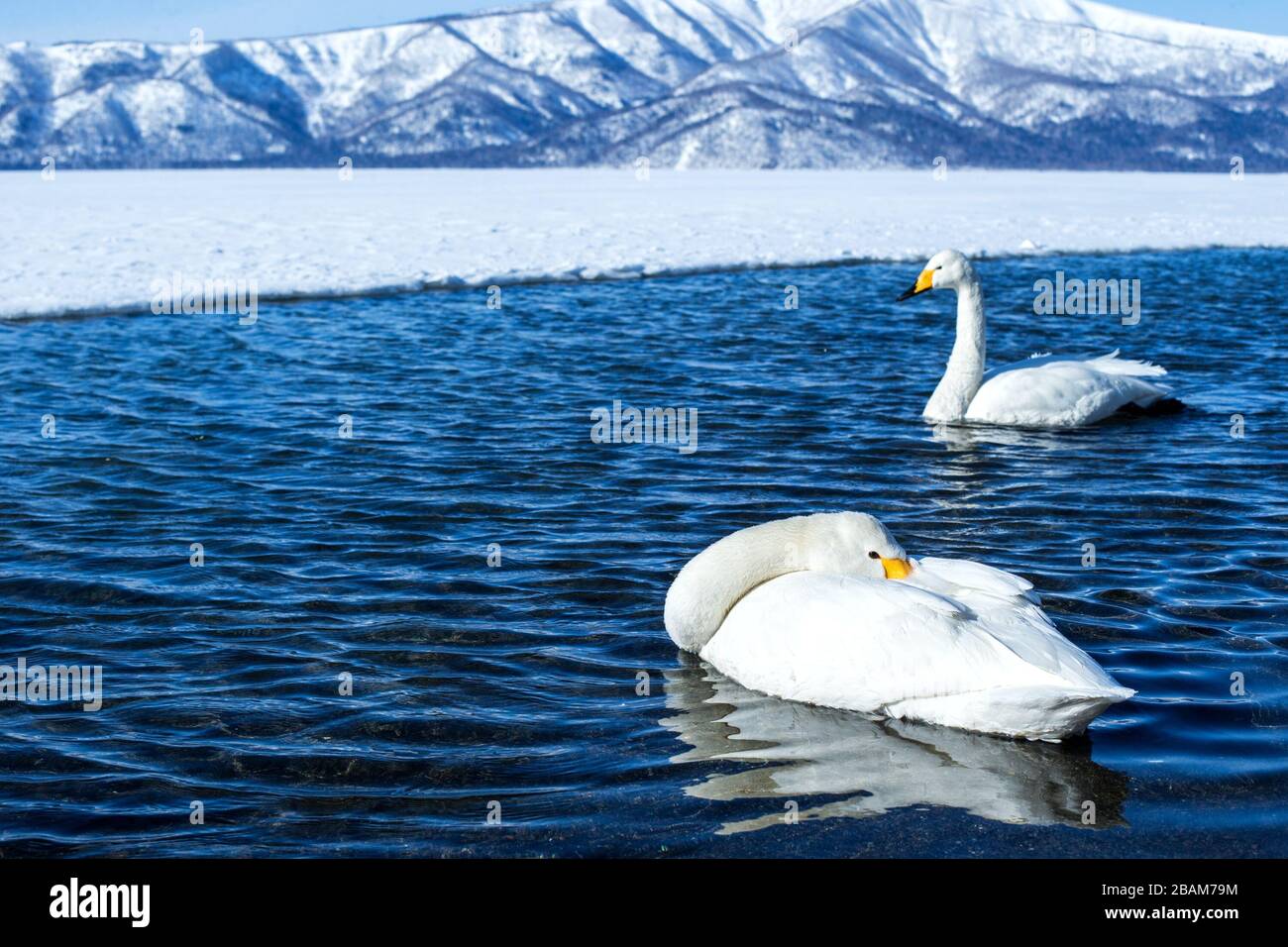 Whooper Swan or Cygnus cygnus swimming on Lake Kussharo in Winter at Akan National Park,Hokkaido,Japan, mountains covered by snow in background,birdin Stock Photo