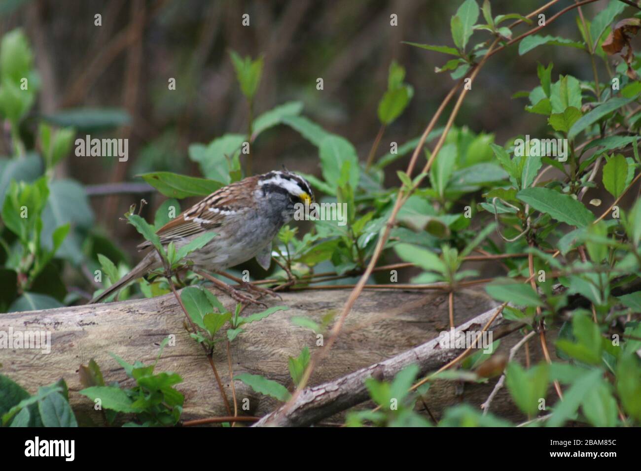 Missouri Common Brown Bird Stock Photo Alamy