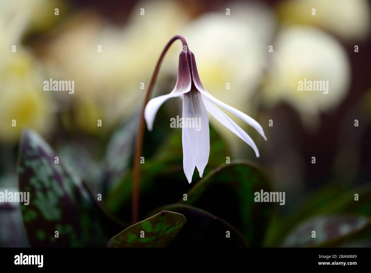 erythronium dens canis snowflake,white purple flowers,flower,flowering dog's tooth violet,spring,flowers,flower,flowering,mottled foliage,RM Floral Stock Photo