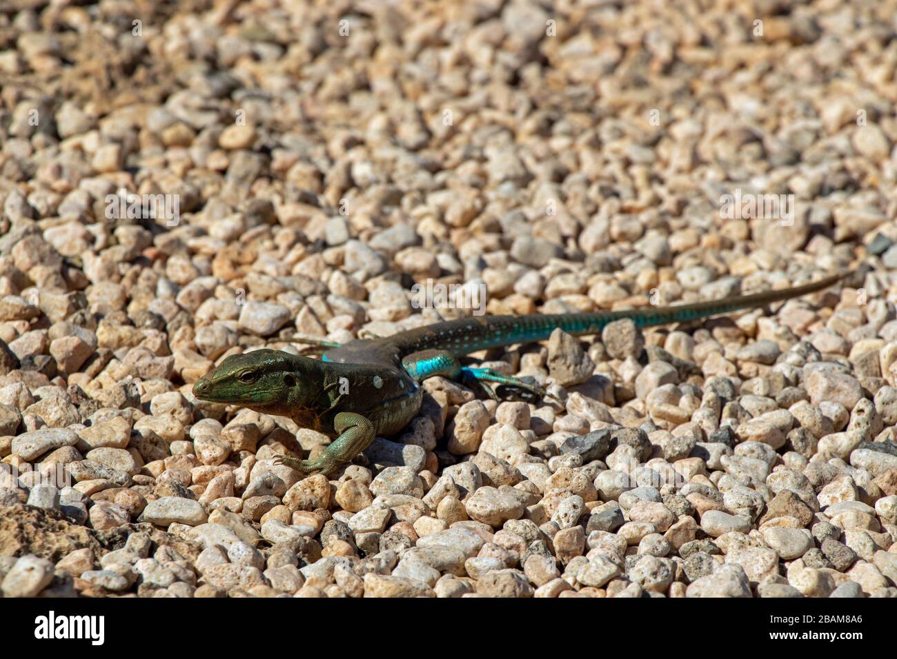 green little lizard on pebbles ground on Curacao Stock Photo