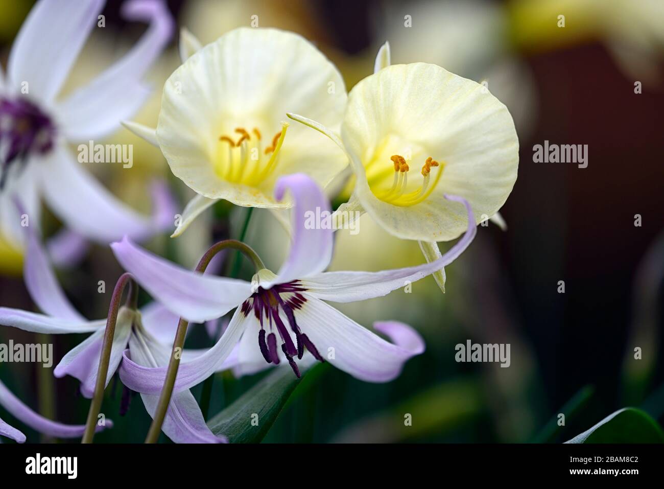 Erythronium Miss Jessop, E A Bowles hybrid,spring,soft pink reflexed flowers,Narcissus bulbocodium Arctic Bells,narcissus,daffodil,daffodils,white pet Stock Photo
