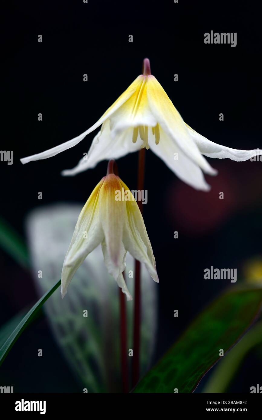 Erythronium multiscapideum, white cream yellow flushed flowers,flower,flowering dog's tooth violet,spring,flowers,flower,flowering,mottled foliage,RM Stock Photo