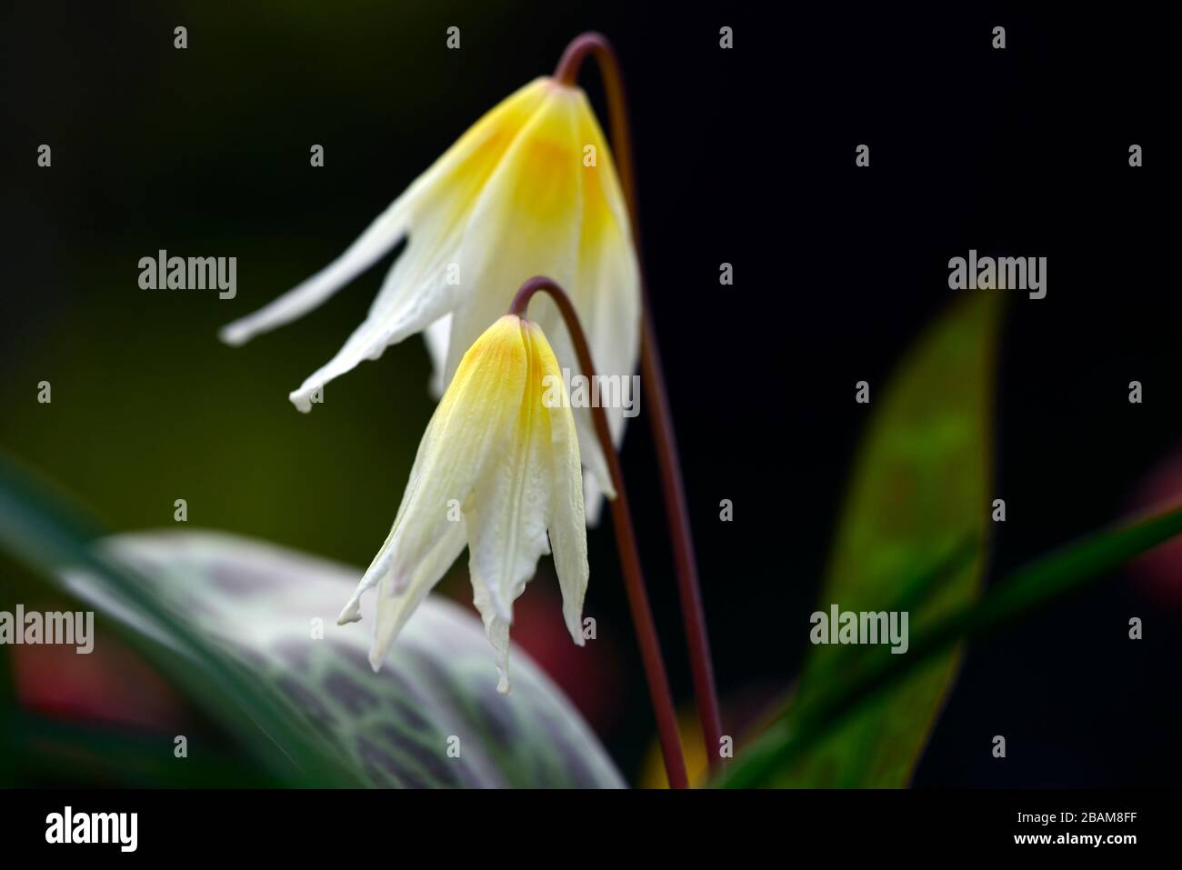 Erythronium multiscapideum, white cream yellow flushed flowers,flower,flowering dog's tooth violet,spring,flowers,flower,flowering,mottled foliage,RM Stock Photo