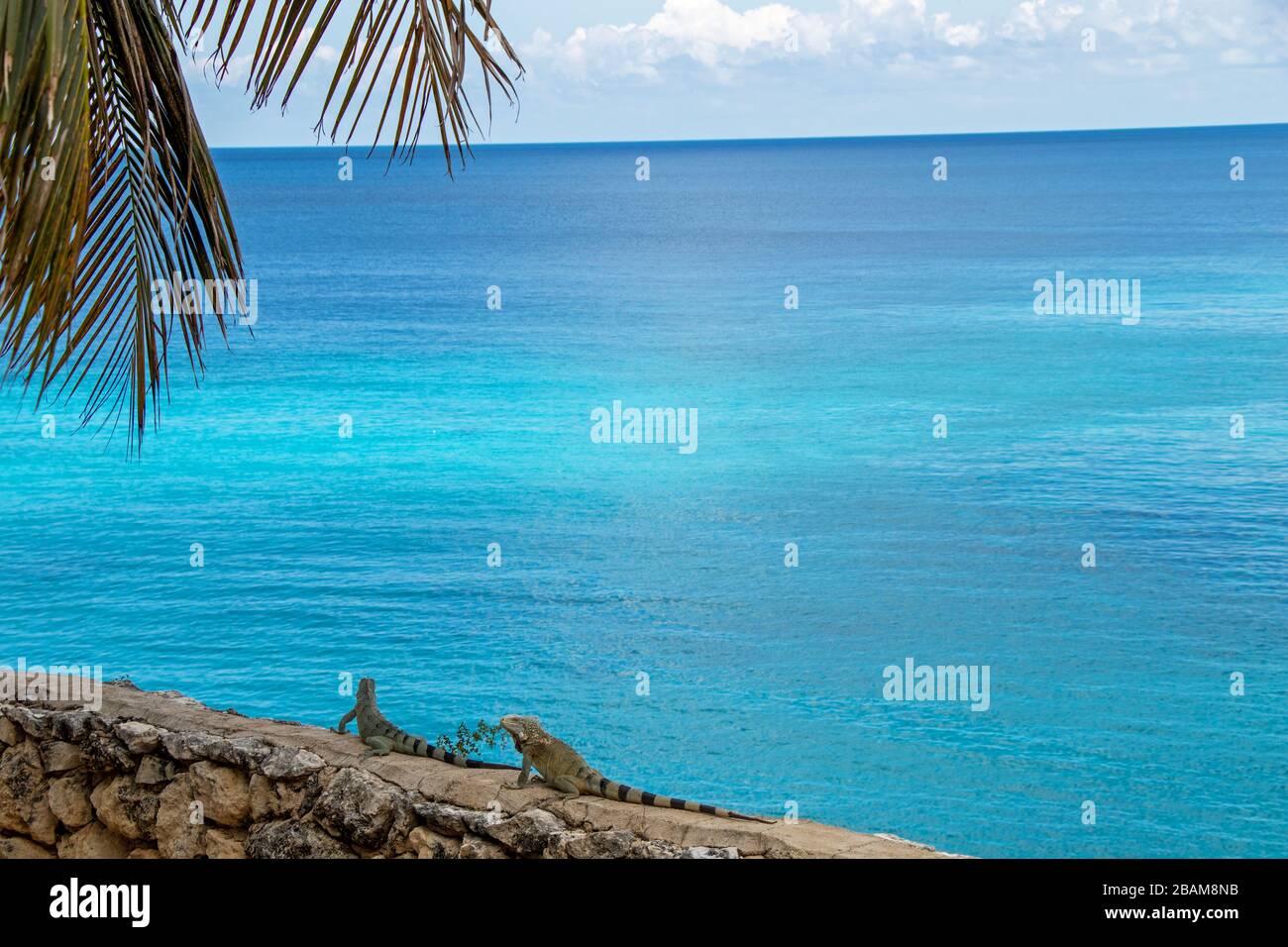 Iguanas on a wall on Curacao with sea in the background paradise Stock Photo