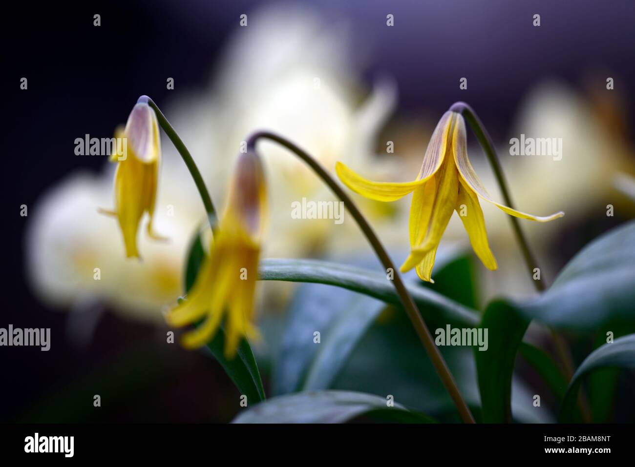 Erythronium umbilicatum,dimpled trout lily,spring,flowers,flower,flowering,yellow flowers,spring,flowers,flower,flowering,mottled foliage,RM Floral Stock Photo