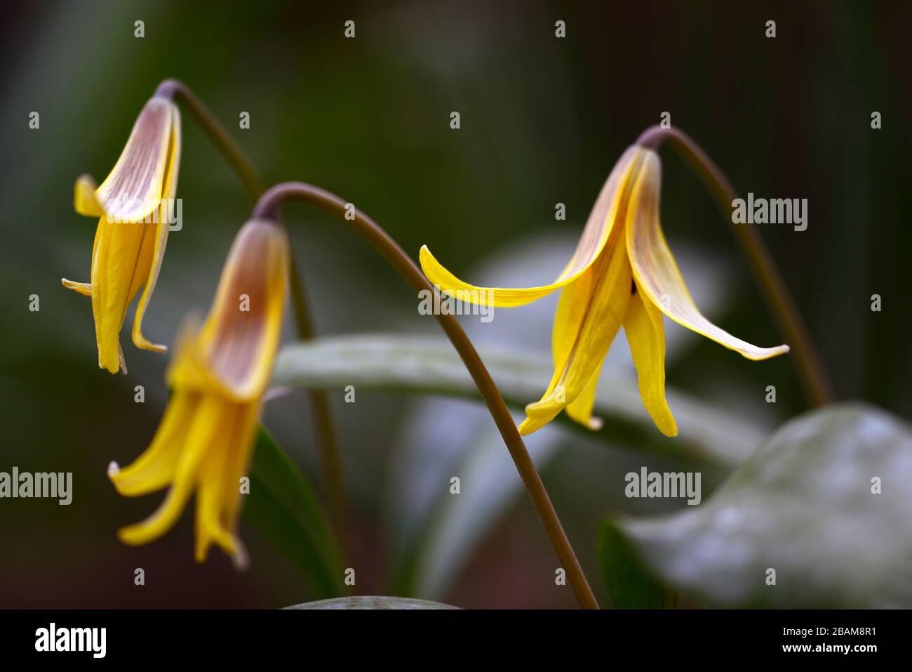 Erythronium umbilicatum,dimpled trout lily,spring,flowers,flower,flowering,yellow flowers,spring,flowers,flower,flowering,mottled foliage,RM Floral Stock Photo