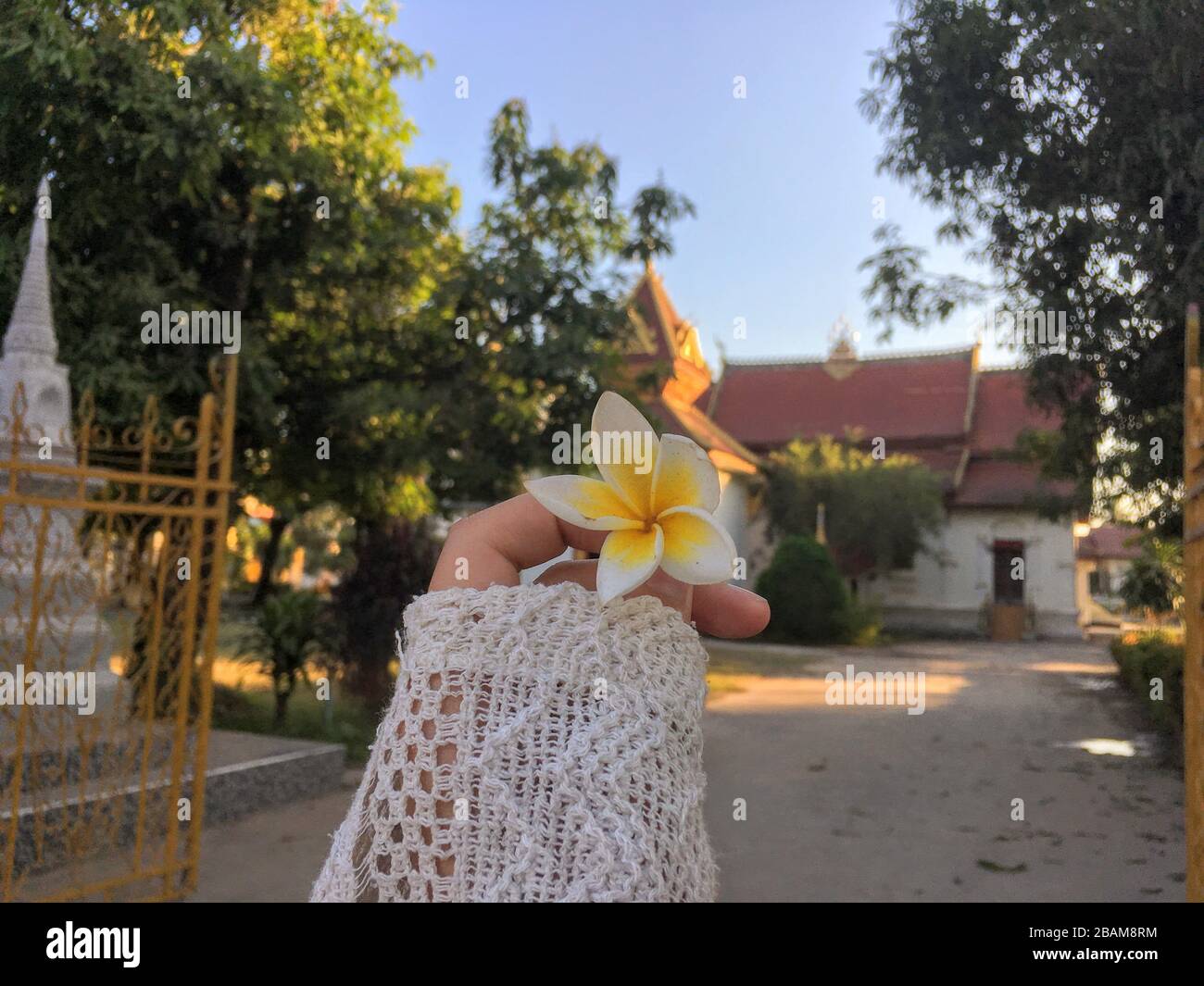 Frangipani, Plumeria, White Bright Yellow Flower held in Hand in front of Buddhist Temple in Vientiane, Laos Republic Stock Photo