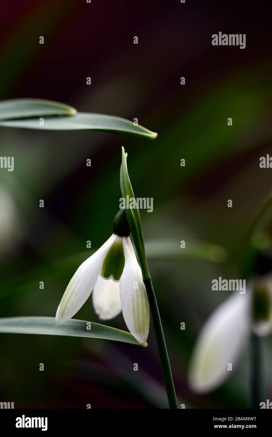 Galanthus Emerald Isle,snowdrop,snowdrops,hybrid,green markings,virescent,spring,flower,flowers,RM Floral Stock Photo