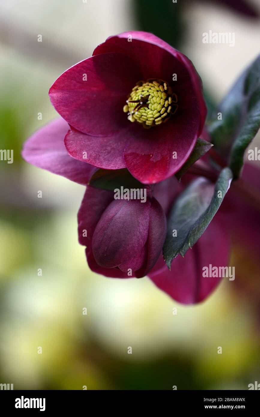 Hellebore Ice n Roses Red Brunello,Ruby red flowers,flowering,Hellebore HGC Ice 'n Roses Red Brunello, Helleborus HGC INR, Helleborus x Glandorfensis Stock Photo