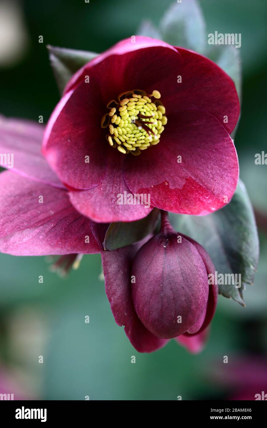 Hellebore Ice n Roses Red Brunello,Ruby red flowers,flowering,Hellebore HGC Ice 'n Roses Red Brunello, Helleborus HGC INR, Helleborus x Glandorfensis Stock Photo