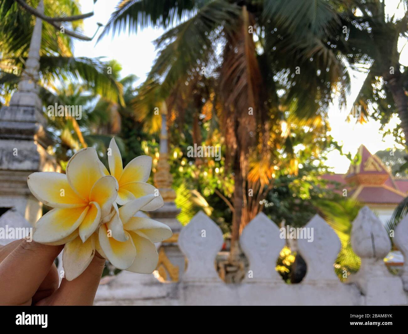 Frangipani, Plumeria, White Bright Yellow Flower in front of Buddhist Temple in Vientiane, Laos Republic Stock Photo