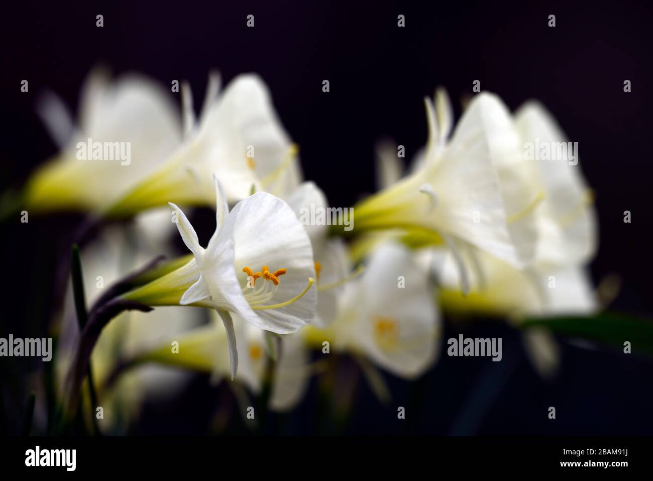 Narcissus bulbocodium Arctic Bells,narcissus,daffodil,daffodils,white petticoat trumpet,trumpets