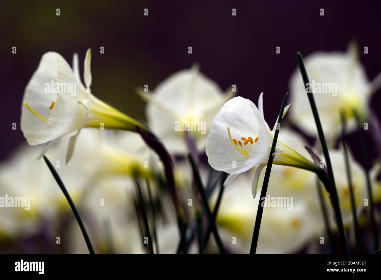 Narcissus bulbocodium arctic bells hires stock photography and images Alamy