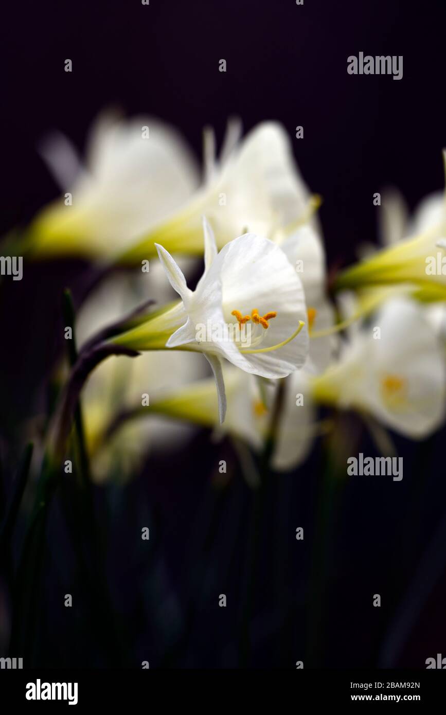 Narcissus bulbocodium arctic bells hires stock photography and images Alamy