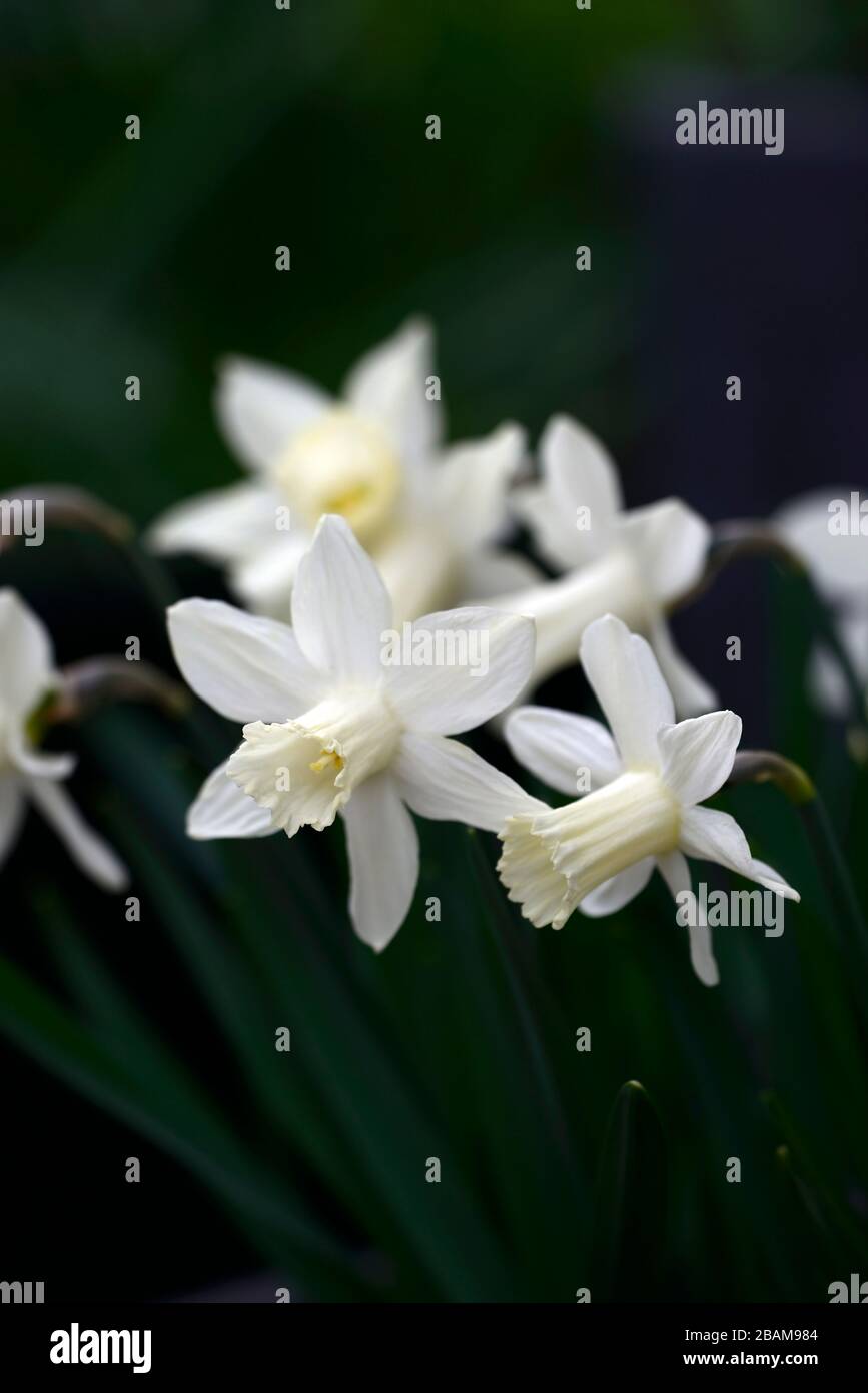 White Flowers Trumpet High Resolution Stock Photography and Images Alamy