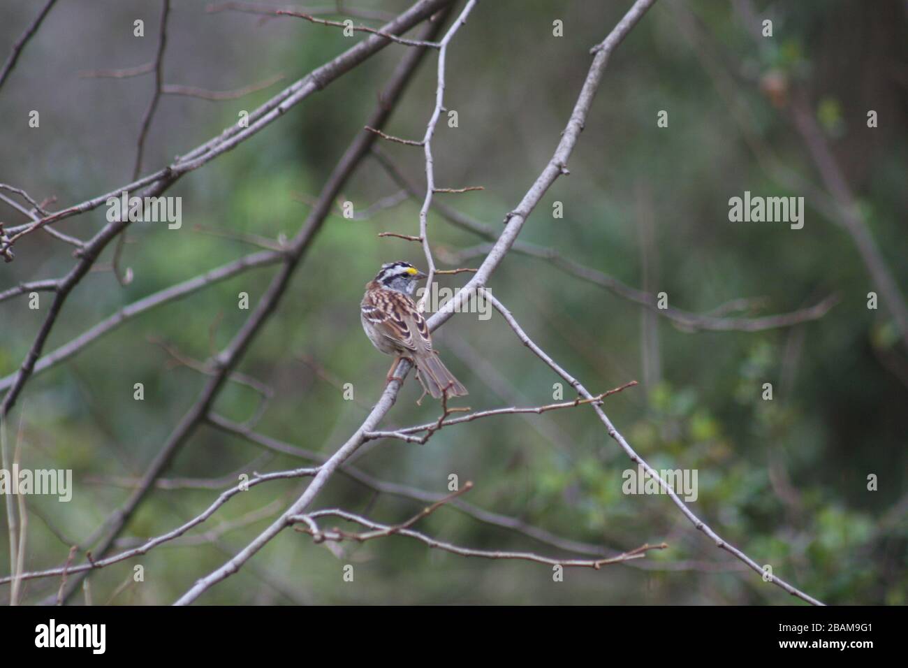 Missouri Common Brown Bird Stock Photo Alamy
