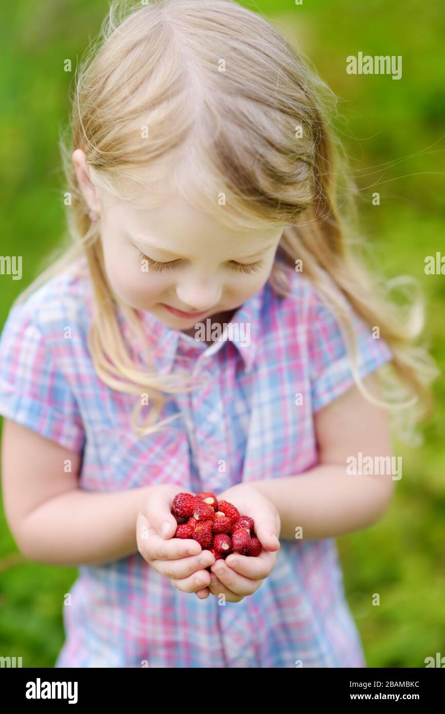 Adorable little girl holding fresh wild strawberries picked at organic strawberry farm. Kid harvesting fruits and berries at home garden. Family leisu Stock Photo