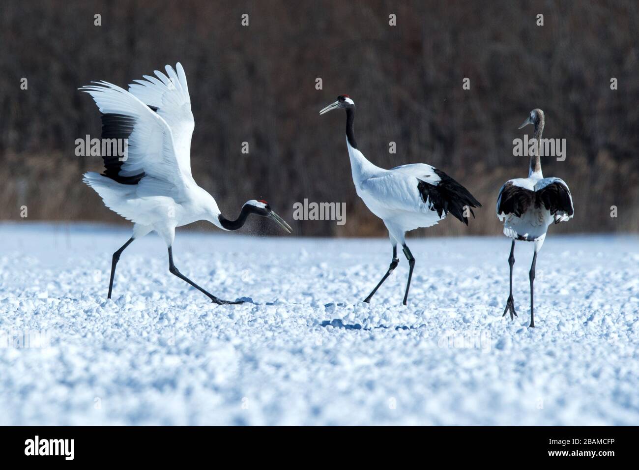 Dancing red crowned cranes (grus japonensis) with open wings on snowy meadow, mating dance ritual, winter, Hokkaido, Japan, japanese crane, beautiful Stock Photo