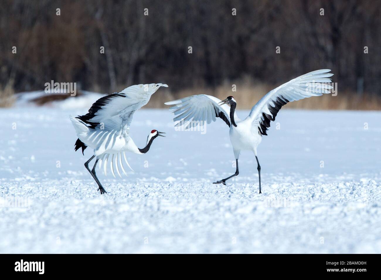 Dancing red crowned cranes (grus japonensis) with open wings on snowy meadow, mating dance ritual, winter, Hokkaido, Japan, japanese crane, beautiful Stock Photo