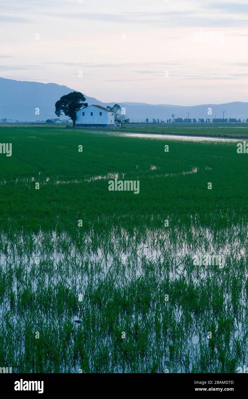 Grain de riz hi-res stock photography and images - Alamy