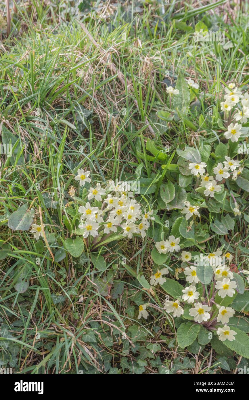 Emily Flowers Of Sulphur For Dogs 3 Best Dog Shampoos For