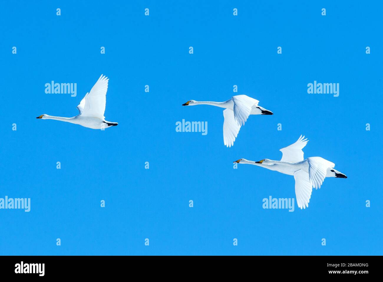 Flock of whooper swans (Cygnus cygnus) in flight with outstretched wings against blue sky, winter, Hokkaido, Japan, beautiful royal white birds flying Stock Photo