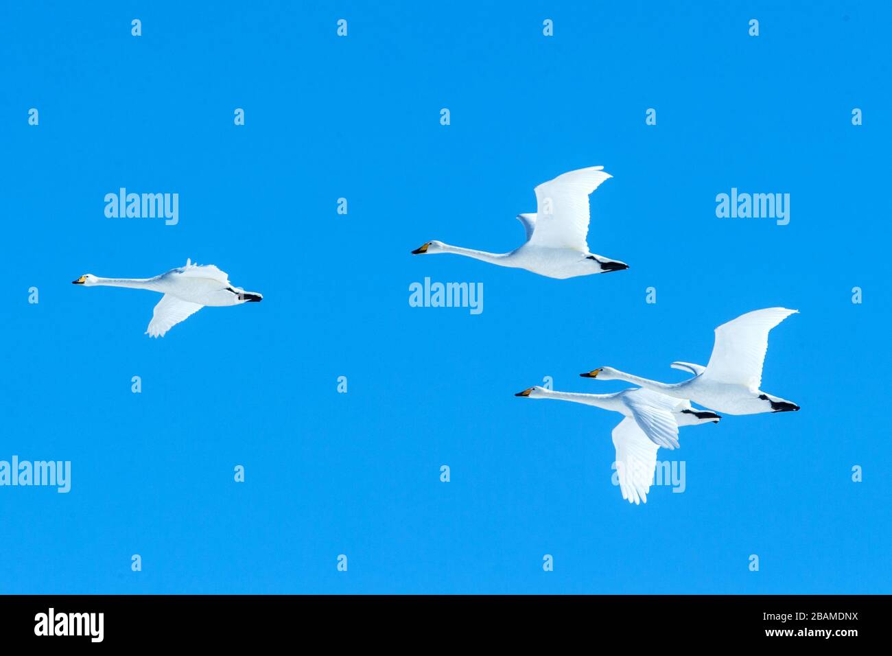 Flock of whooper swans (Cygnus cygnus) in flight with outstretched wings against blue sky, winter, Hokkaido, Japan, beautiful royal white birds flying Stock Photo