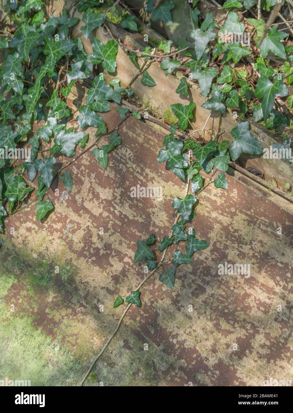 Climbing ivy - Common Ivy / Hedera helix growing on the side of a wooden shed wall. Concept creeping ivy, medicinal plant once used in herbal medicine Stock Photo